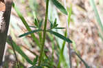 Yellow meadowbeauty